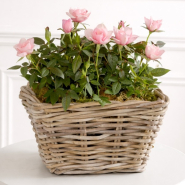 Mums Luxury Rose Basket