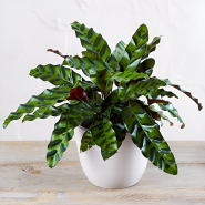 Best Wishes with Calathea