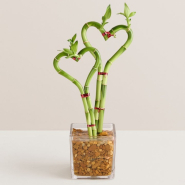 Double Heart Shaped Bamboo