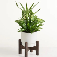 Beautiful Dish Garden