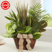 Classic Dish Garden
