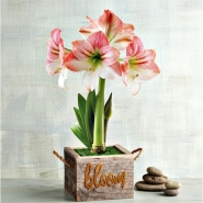 Pink Amaryllis