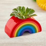 Sunshine and Rainbow Mini Succulent