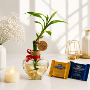 Lucky Bamboo Chocolate Gift
