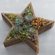 Wood Star Succulent