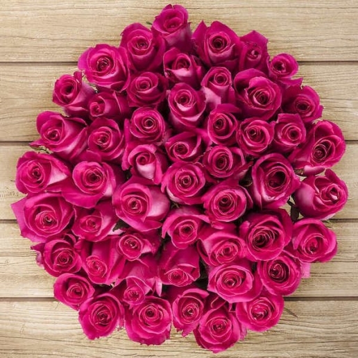 50 HOT PINK Roses
