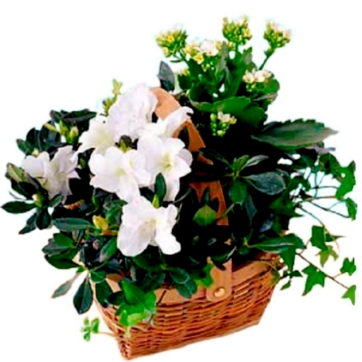 White Blooming Planter Basket