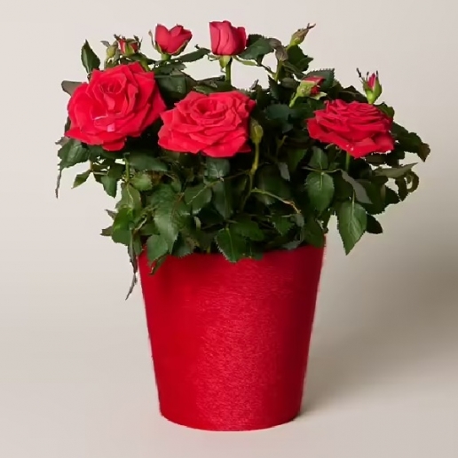 Lovely Red Rose Plant