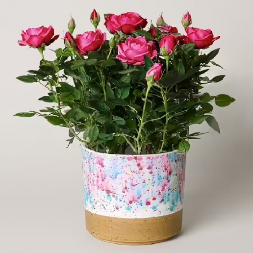 Pink Rose in a Pot