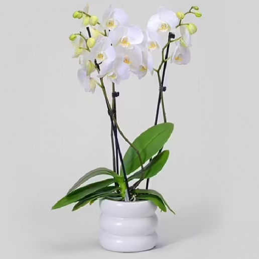 White Premium Orchid Plant