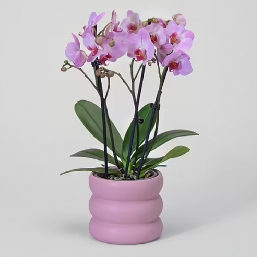 Premium Pink Orchid Plant