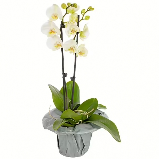 White orchid in the pot