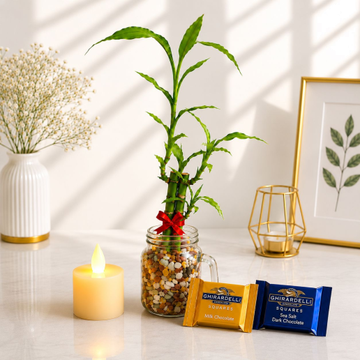 Lucky Bamboo Glass Vase Gift