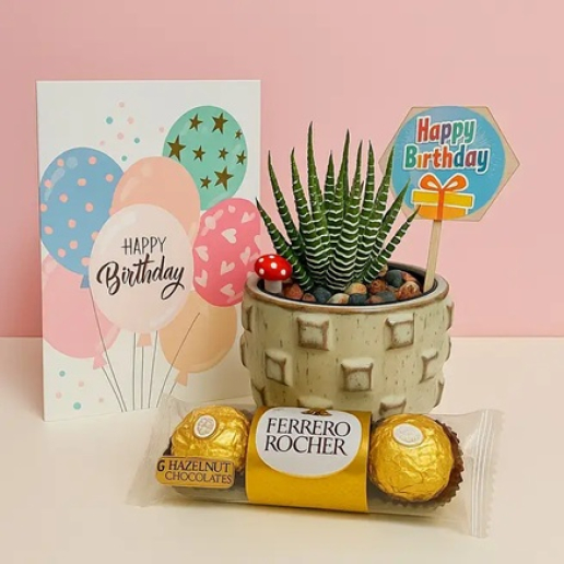 Zebra Haworthia Birthday Gift Set