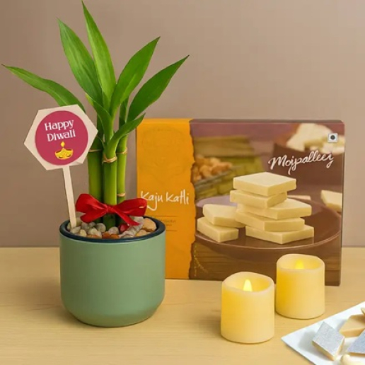 Lucky Bamboo Plant Diwali Gift Hamper