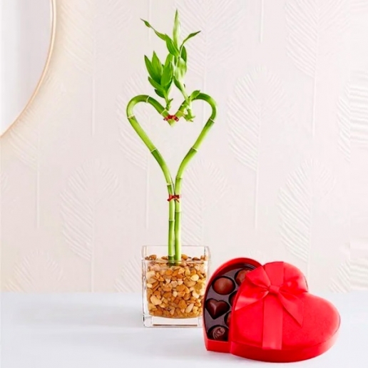 Sweet Heart Bamboo with Chocolate