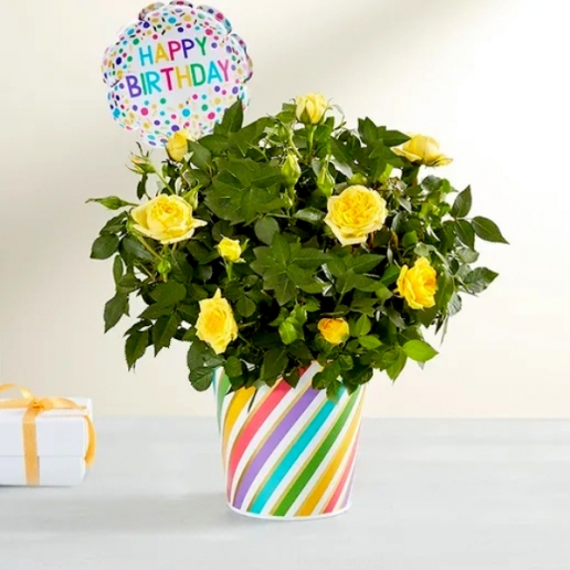 Happy Birthday Plant Bundle