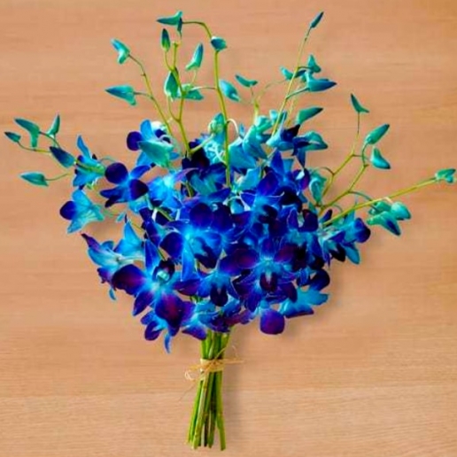Blue Orchids