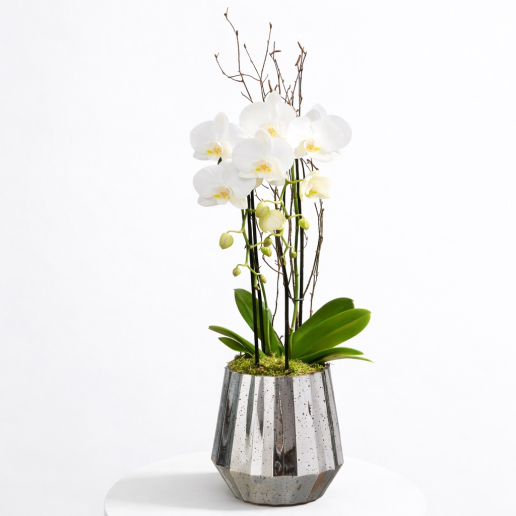 Luxury Orchid in Glass Vase
