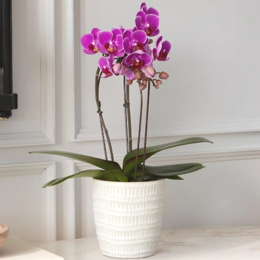 Miniature Purple Orchid
