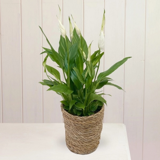 Calming Peace Lily