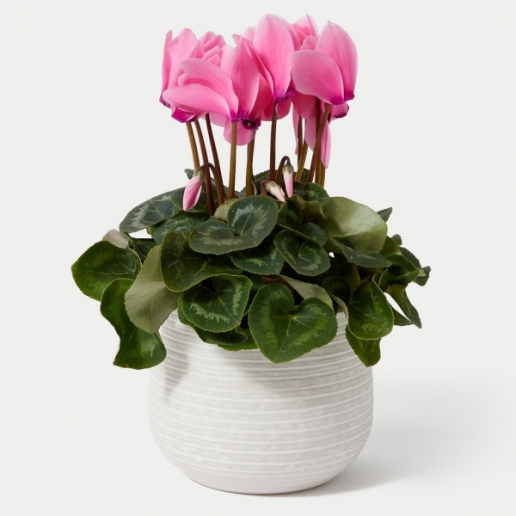 Cyclamen in Ceramic Pot