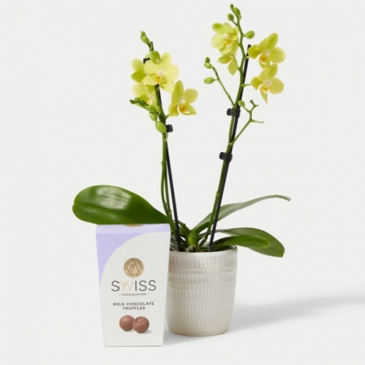 Yellow Phalaenopsis Orchid Ceramic & Swiss Truffles Bundle