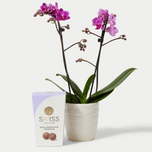 Pink Phalaenopsis Orchid Ceramic & Swiss Truffles Bundle