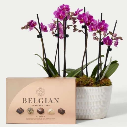 Duo Purple Phalaenopsis Planter & Belgian Chocolates
