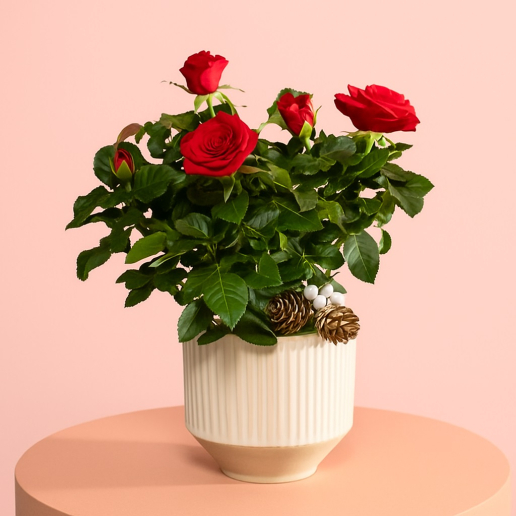 Christmas Red Rose with Ceramic Pot
