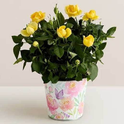 Cheerful Blooms Rose Plant