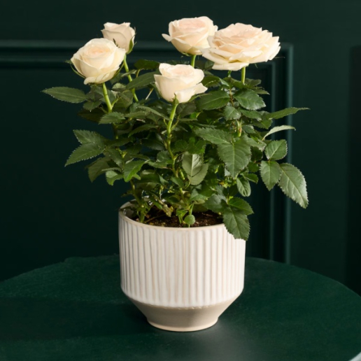 White Rose Ceramic