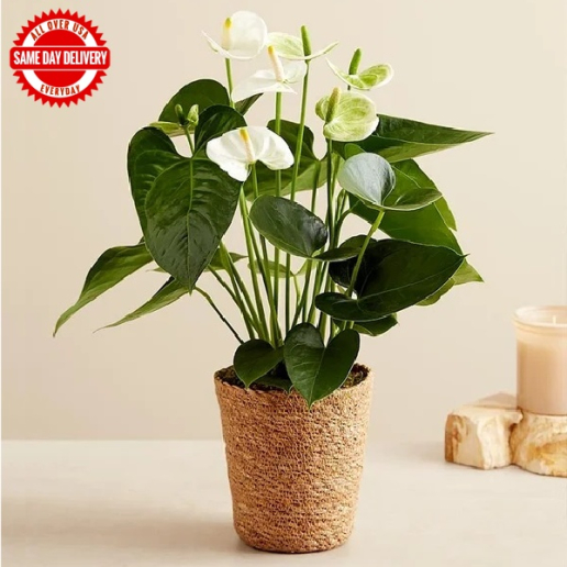 White Anthurium