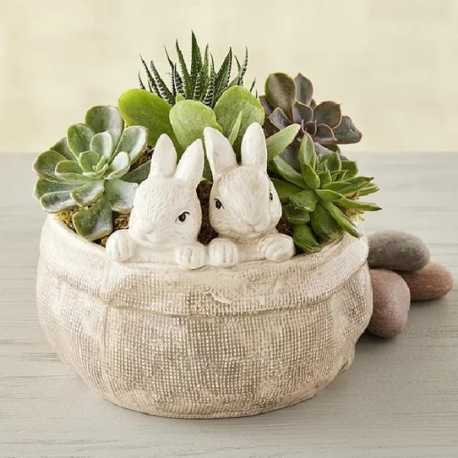 Succulents in Bunny Bag Planter