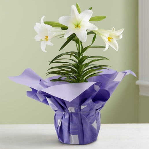 Easter Sentiments Lily Plant
