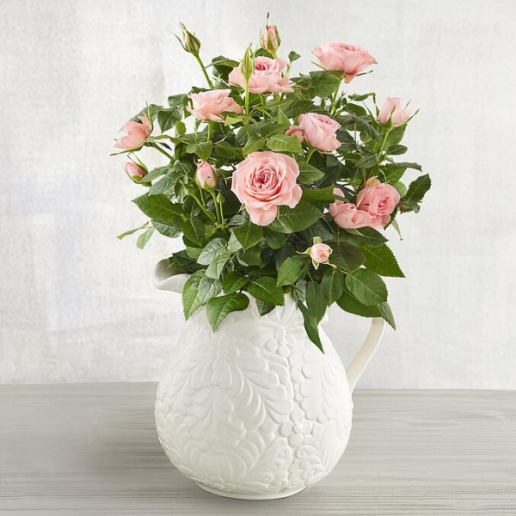 Roses in Pitcher