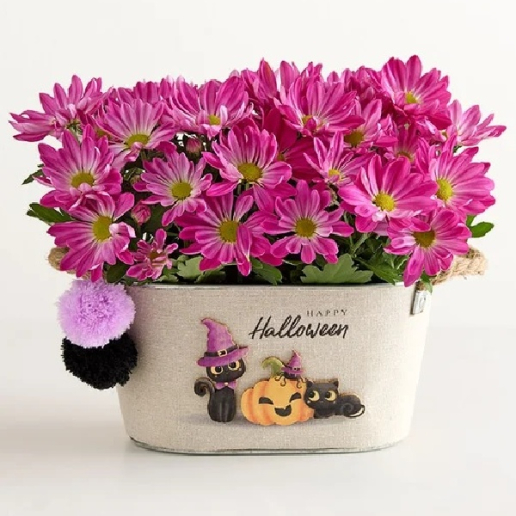 Happy Halloween Purple Mum