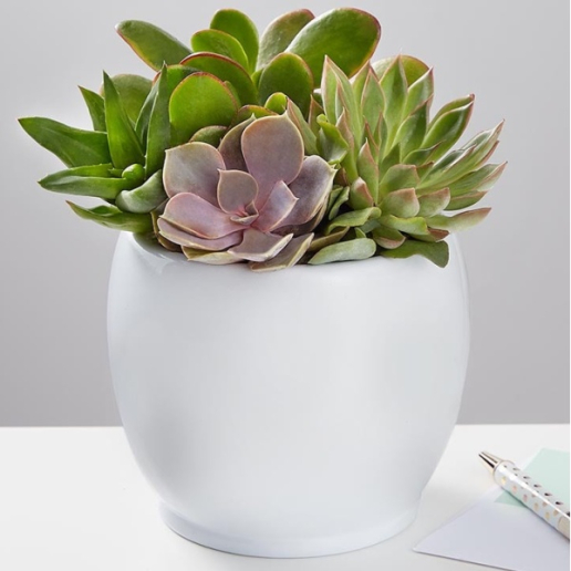 Unique Succulent Garden