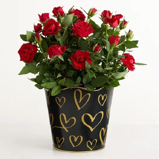 Midnight Romance Red Rose