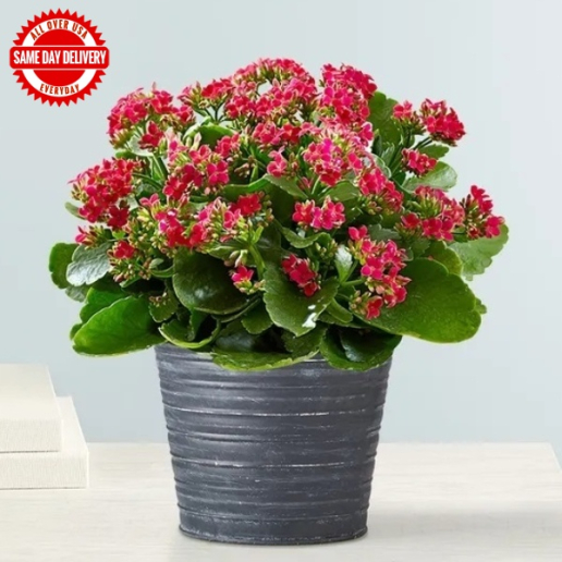 Kalanchoe Plant