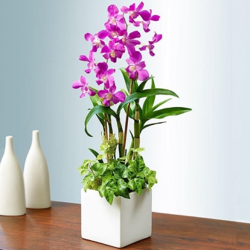 Classic Dendrobium Dish Garden
