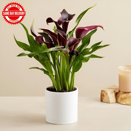 Elegant Calla Lily