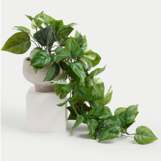Artificial Trailing Pothos in Cement Pot