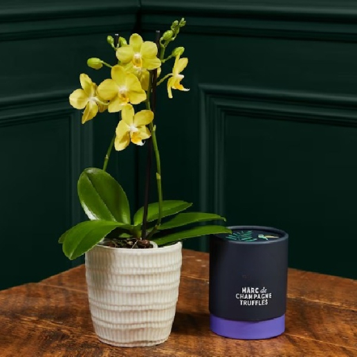 Yellow Phalaenopsis Orchid Ceramic & Truffles
