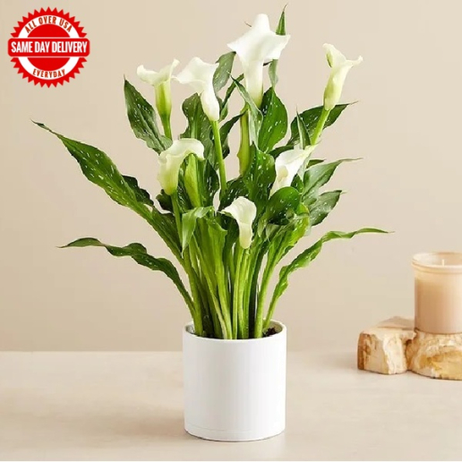 Sophisticated White Calla Lily