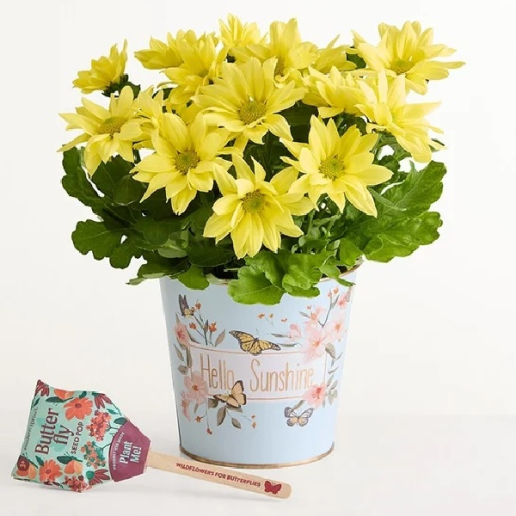 Hello Sunshine Mum