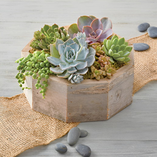 Succulent Centerpiece