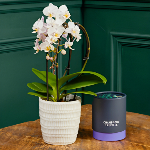 White Cascade Orchid & Swiss Truffles