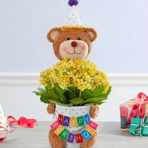 Birthday Bear Celebrations Plant