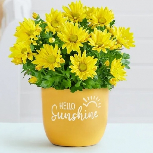 Hello Sunshine Mum